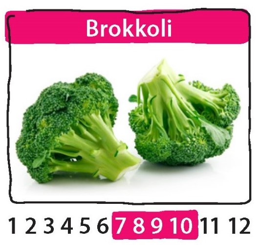 Saisonkalender mit Brokkoli